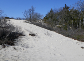 Established Coastal Dunes